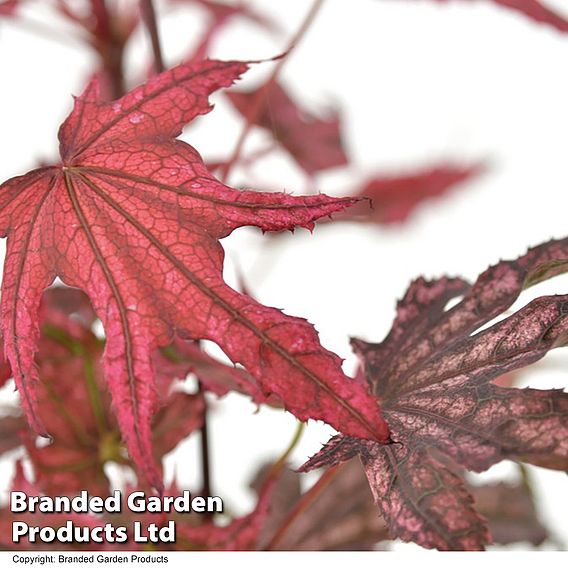 Acer palmatum 'Amagi Shigure'