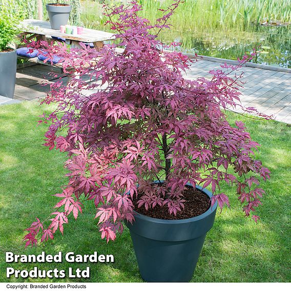 Acer palmatum 'Amagi Shigure'