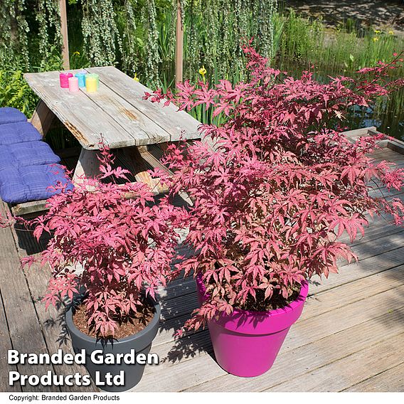 Acer palmatum 'Amagi Shigure'