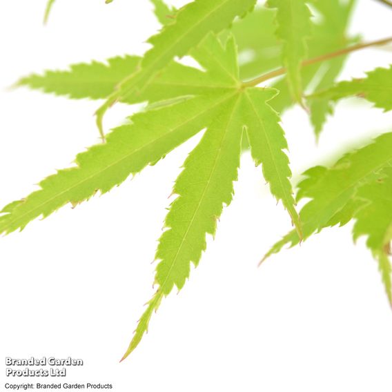 Acer palmatum 'Anne Irene®'