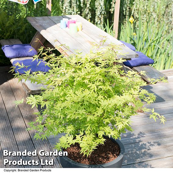 Acer Palmatum Anne Irene®