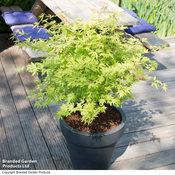 Acer palmatum 'Anne Irene®'