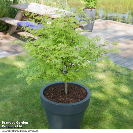 Acer palmatum 'Anne Irene®'