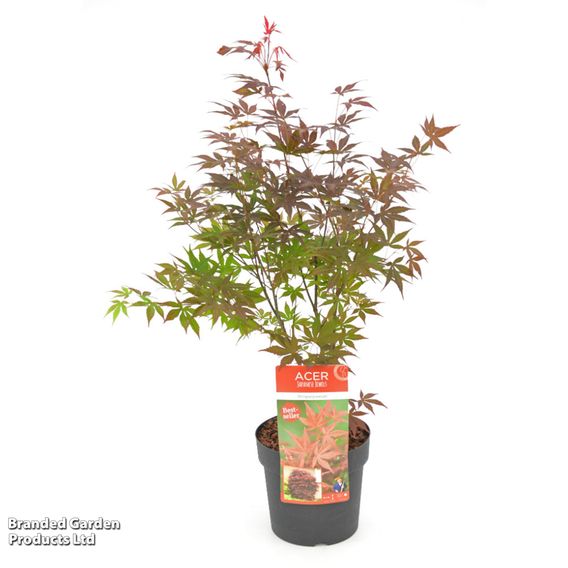 Acer palmatum 'Atropurpureum'