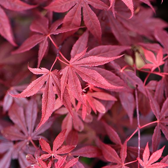 Acer palmatum 'Emerald Lace'