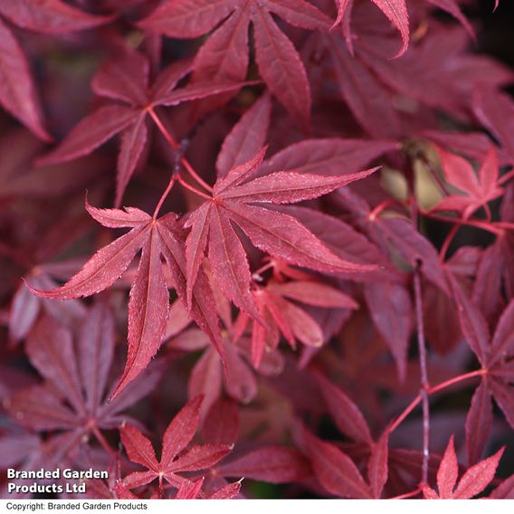 Acer palmatum 'Atropurpureum'
