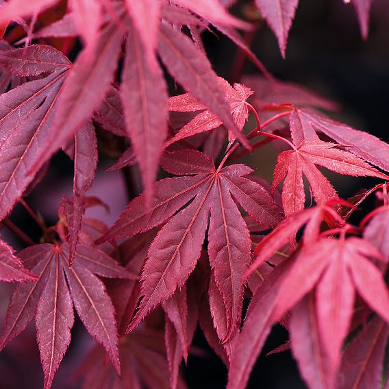 Acer palmatum 'Emerald Lace'