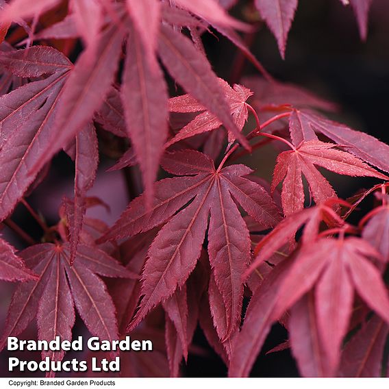 Acer palmatum 'Atropurpureum'