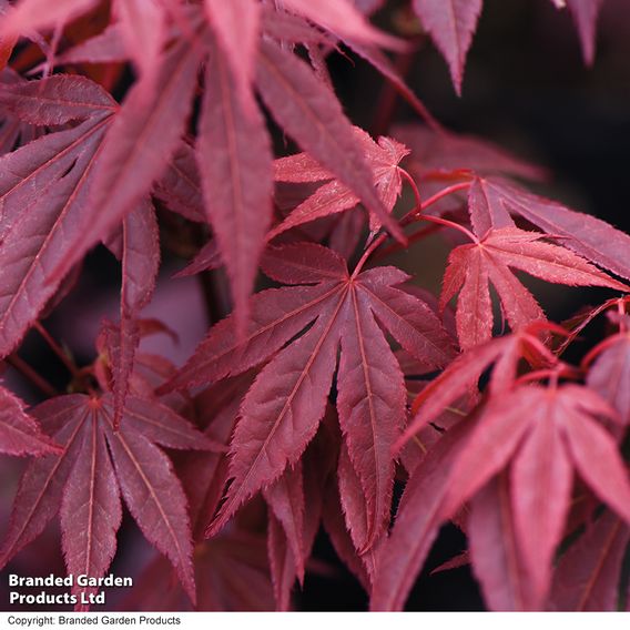 Acer palmatum 'Atropurpureum'