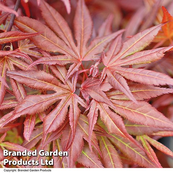 Acer palmatum 'Atropurpureum'