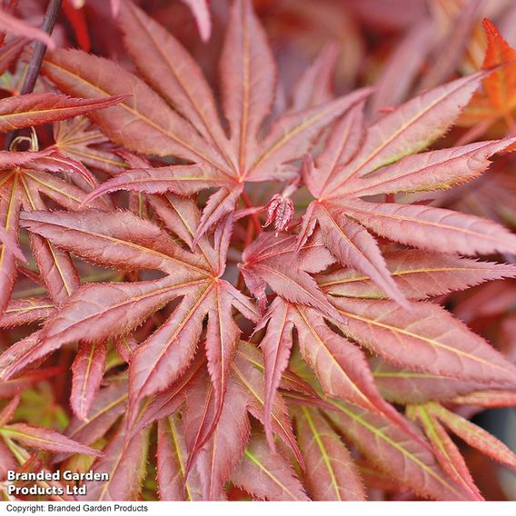 Acer palmatum 'Atropurpureum'
