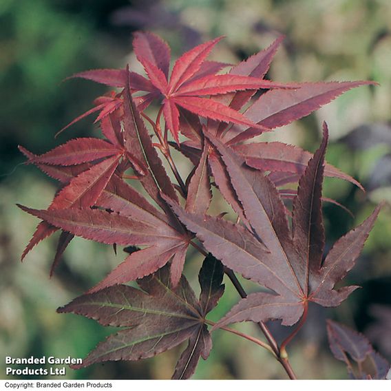 Acer palmatum 'Atropurpureum'