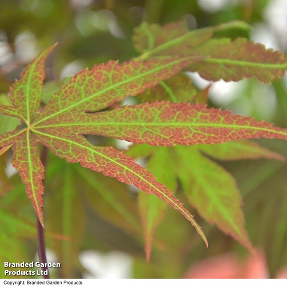 Acer palmatum 'Atropurpureum'