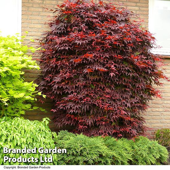 Acer palmatum 'Atropurpureum'