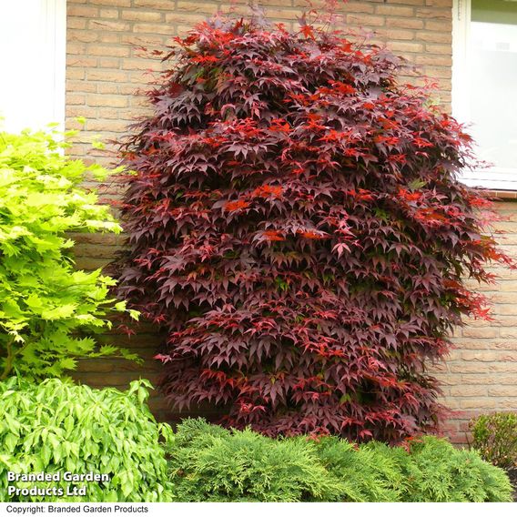 Acer palmatum 'Atropurpureum'