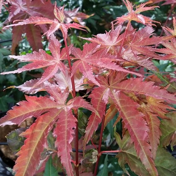Acer palmatum 'Brown Sugar'