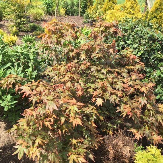 Acer palmatum 'Brown Sugar'