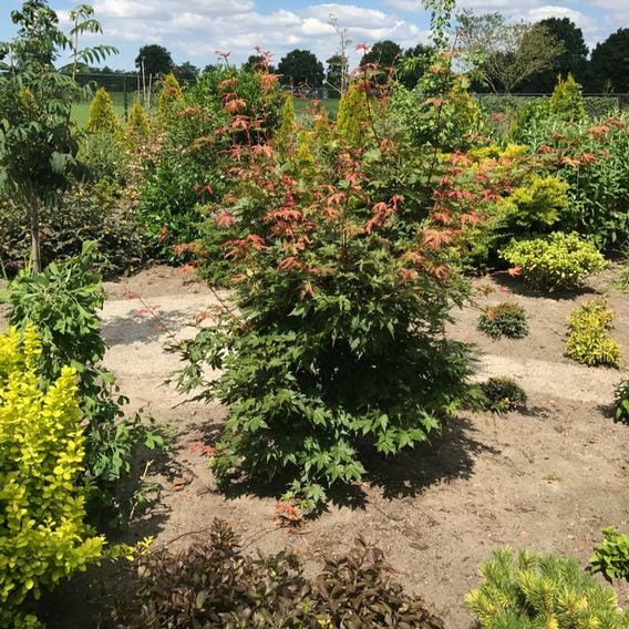Acer palmatum 'Brown Sugar'