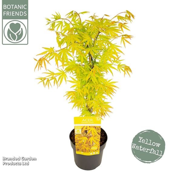 Acer palmatum 'Cascade Citrine'