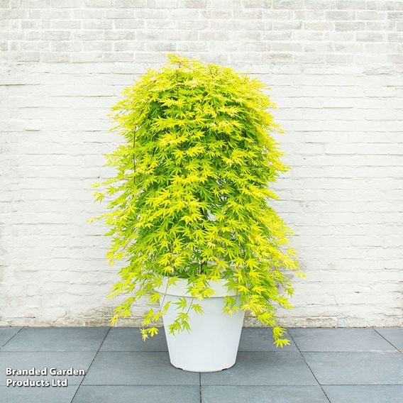 Acer palmatum 'Cascade Citrine'