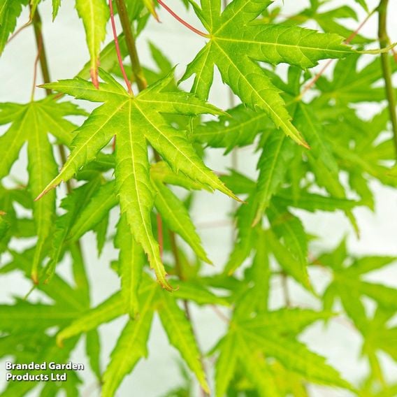Acer palmatum 'Cascade Citrine'