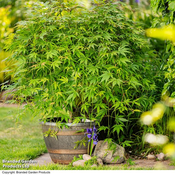 Acer palmatum 'Cascade Emerald'