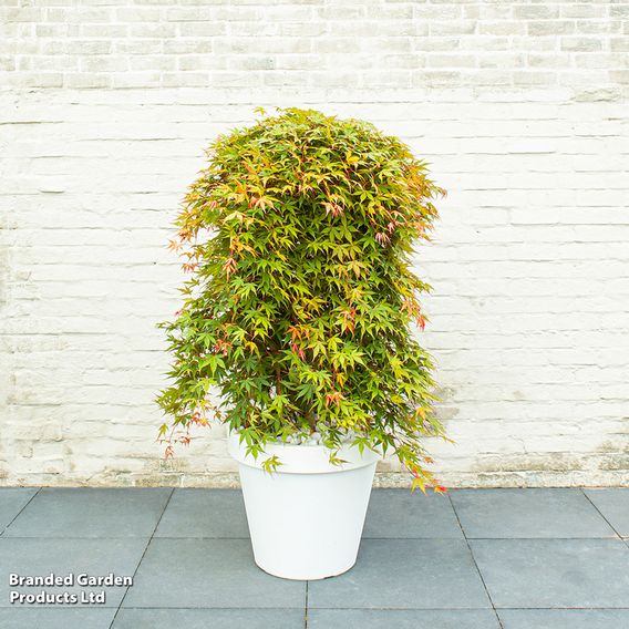 Acer palmatum 'Cascade Ruby'