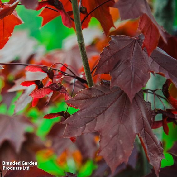 Acer platanoides 'Crimson King' (Mature Tree)