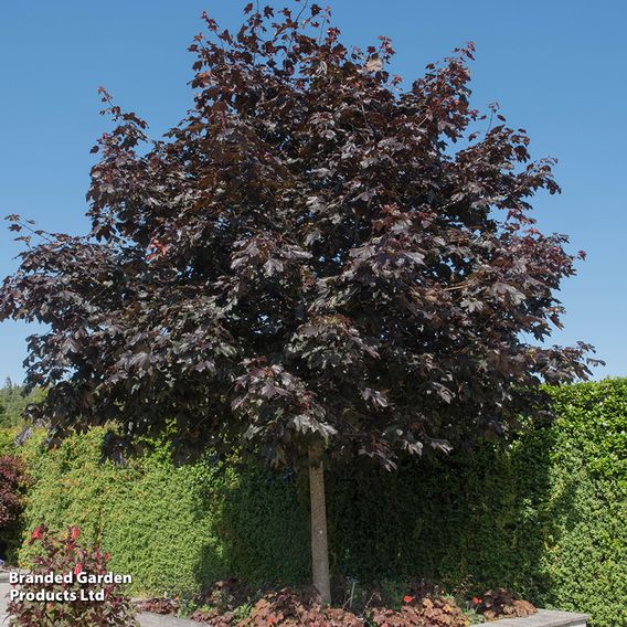 Acer platanoides 'Crimson King' (Mature Tree)