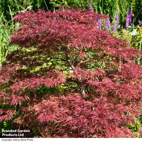 Acer palmatum 'Inaba-Shidare'