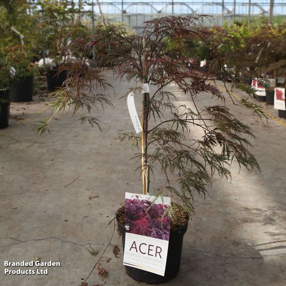 Acer palmatum 'Inaba-Shidare'