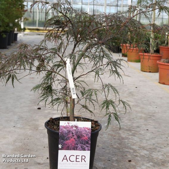 Acer palmatum 'Inaba-Shidare'