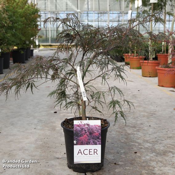 Acer palmatum 'Inaba-Shidare'