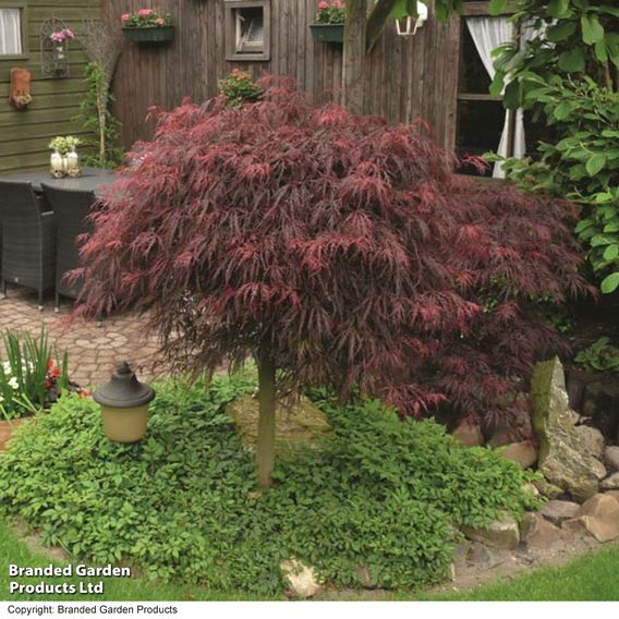 Acer palmatum 'Inaba-Shidare'