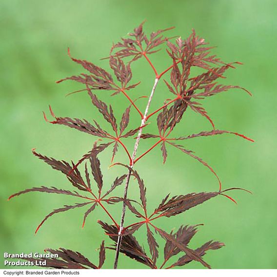 Acer palmatum 'Inaba-Shidare'