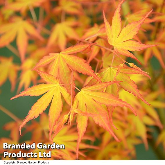 Acer palmatum 'Katsura'