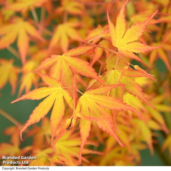 Acer palmatum 'Katsura'