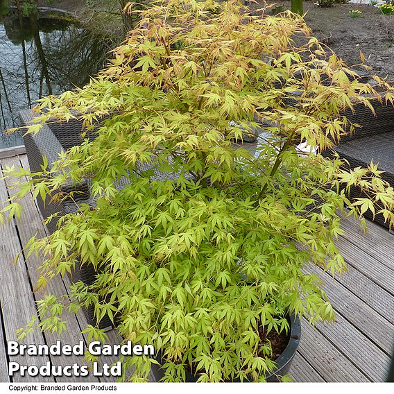 Acer palmatum 'Katsura'