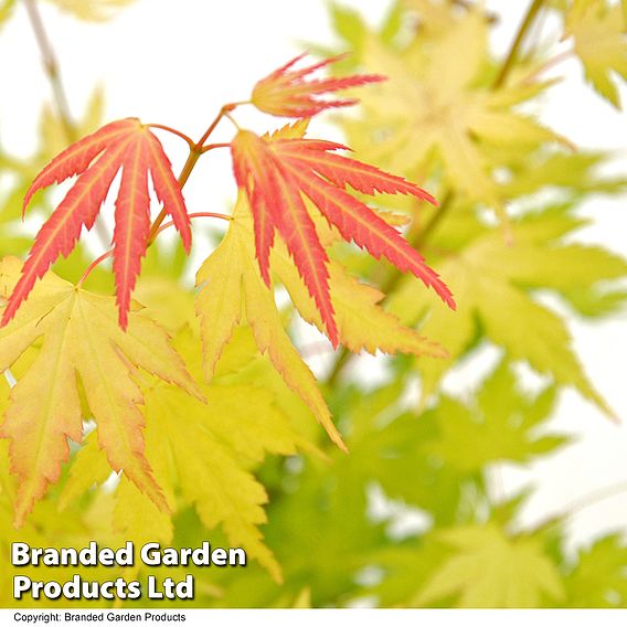 Acer palmatum 'Orange Dream'