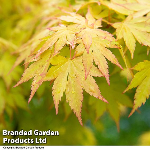 Acer palmatum 'Orange Dream'