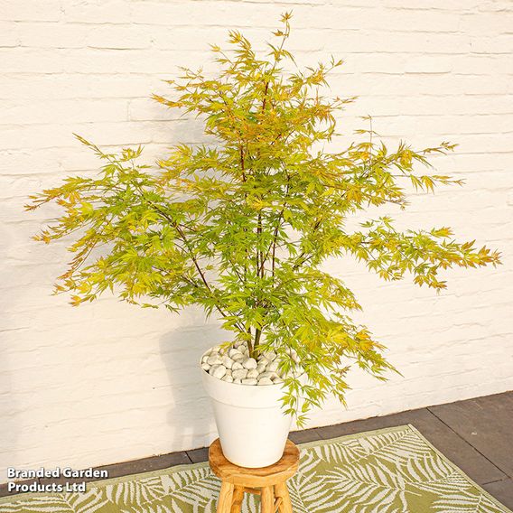 Acer palmatum 'Orange Lace'