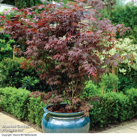 Acer palmatum 'Atropurpureum'