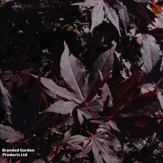 Acer palmatum 'Atropurpureum'