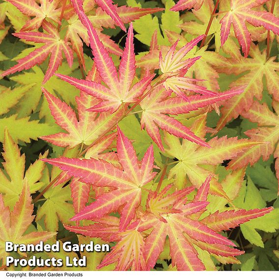 Acer palmatum 'Orange Dream'