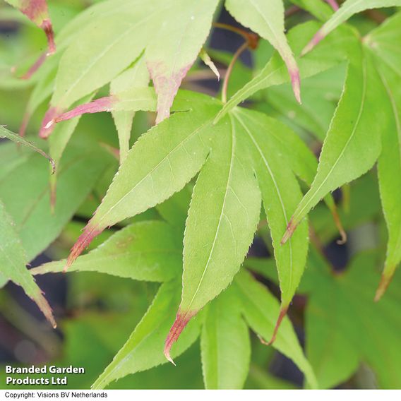 Acer palmatum 'Osakazuki Seedling'