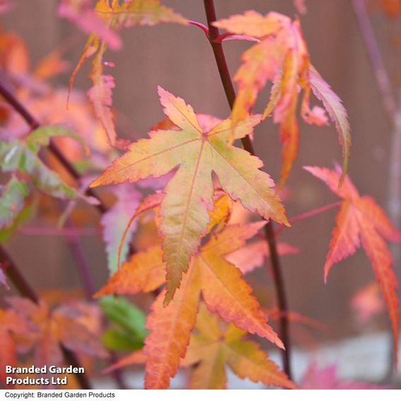 Acer palmatum 'Osakazuki Seedling'