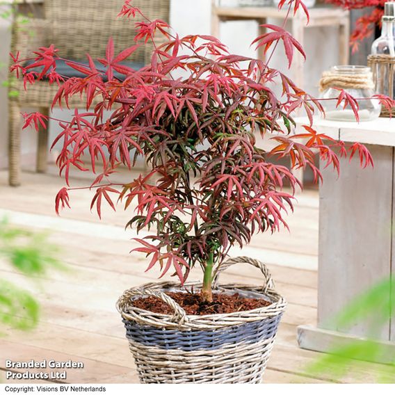 Acer palmatum 'Starfish'