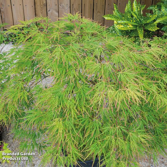 Acer palmatum 'Seiryu'