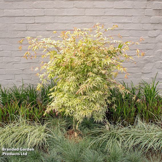 Acer palmatum 'Ukigumo'