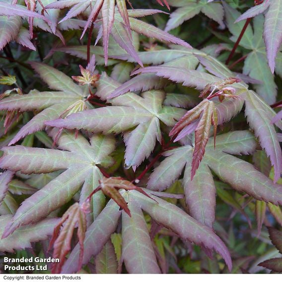 Acer palmatum 'Redwine'